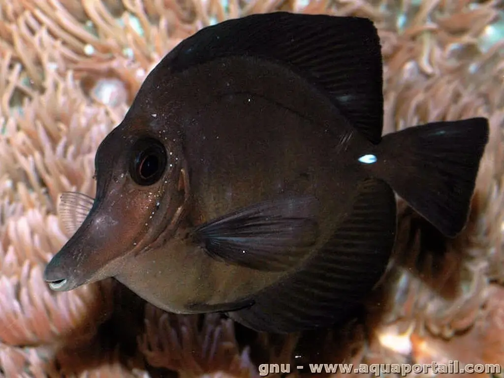 Zebrasoma rostratum Zebrasoma rostratum