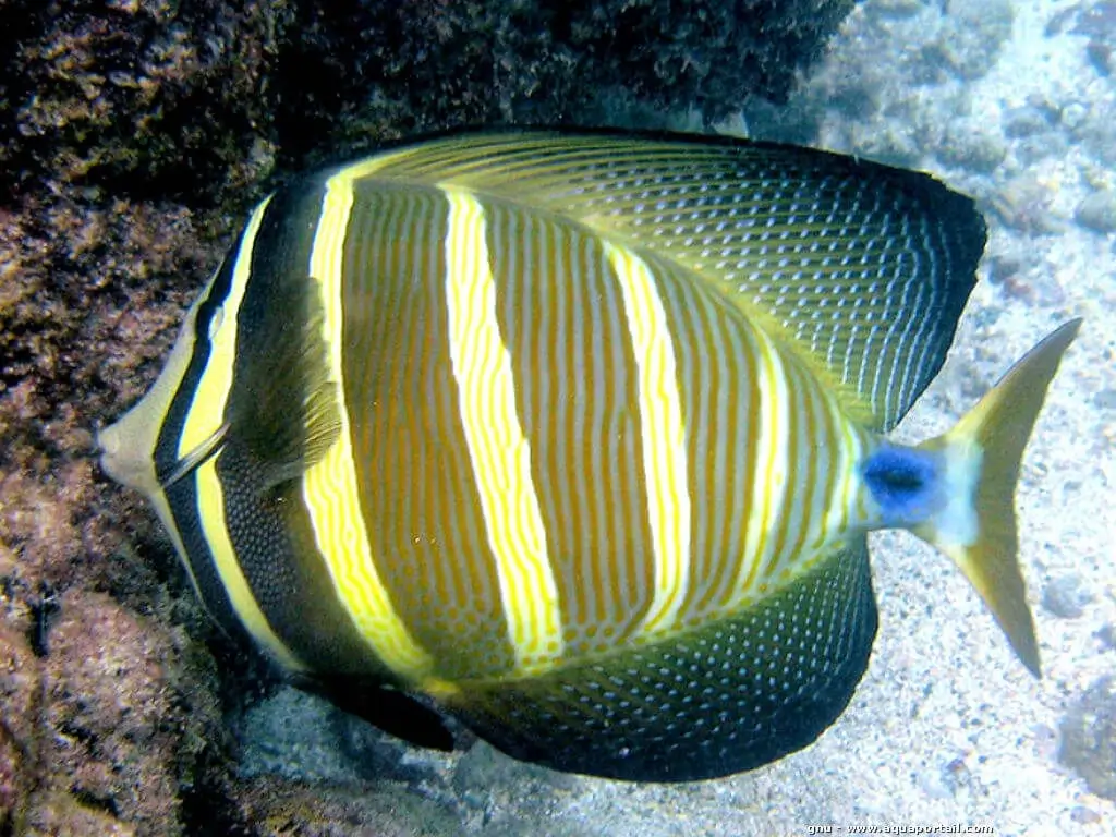 Zebrasoma veliferum Zebrasoma veliferum