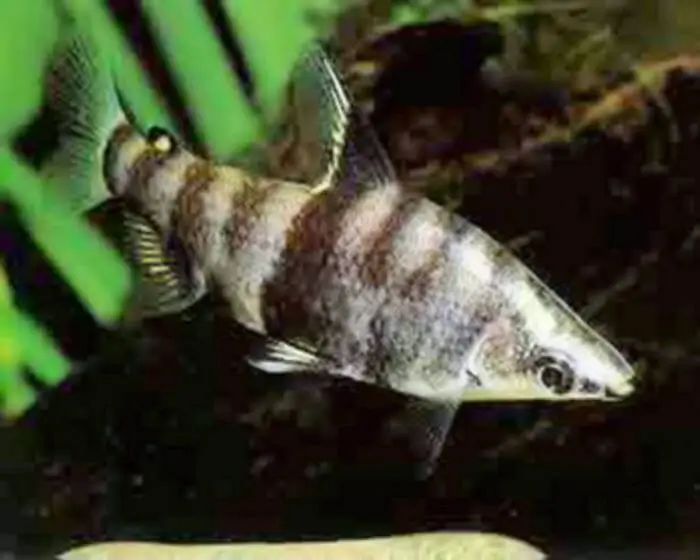 Abramites hypselonotus Abramites hypselonotus
