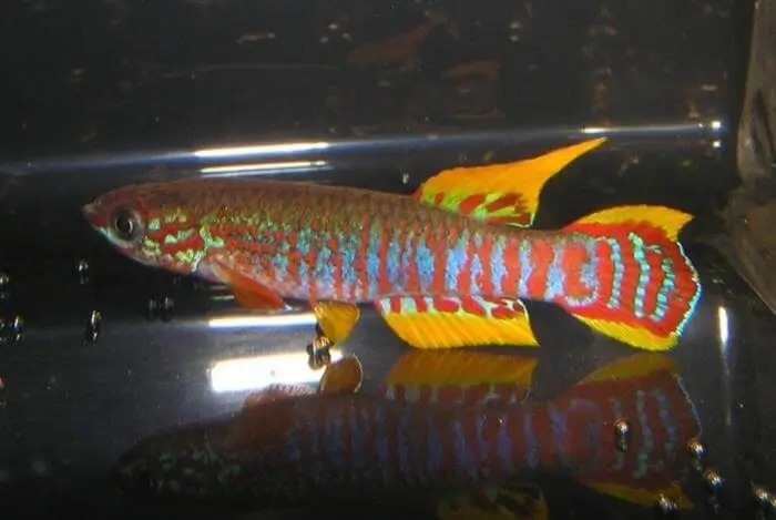 Aphyosemion bualanum Aphyosemion bualanum