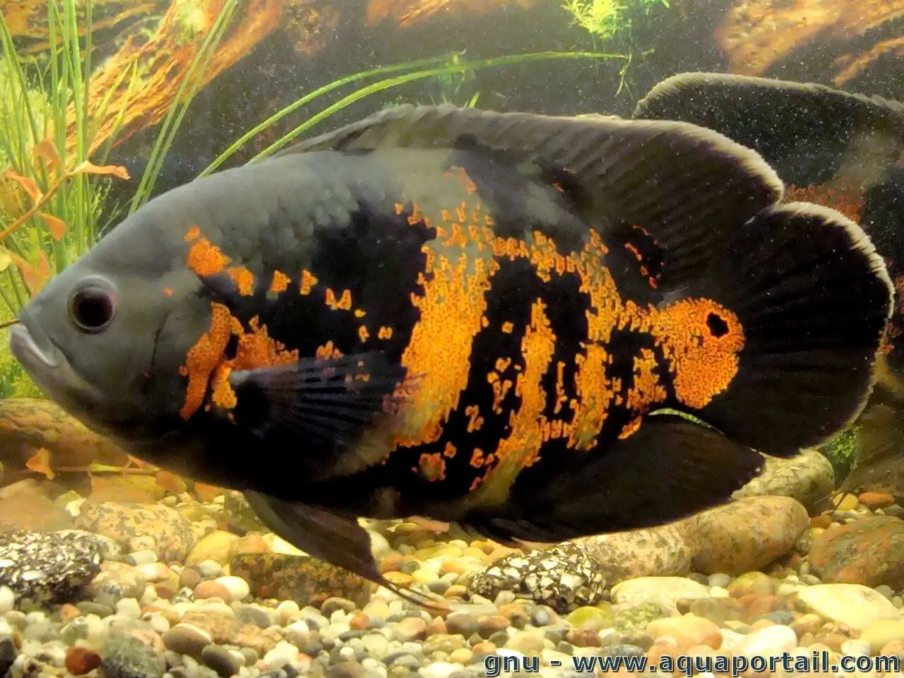 Astronotus ocellatus Astronotus ocellatus