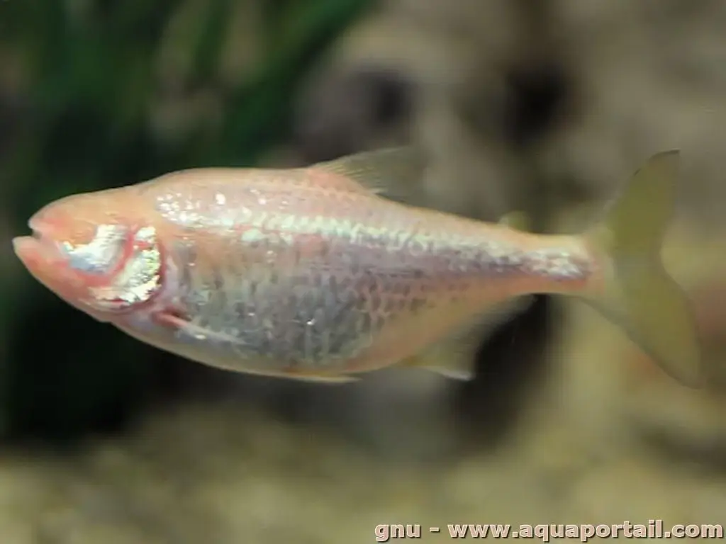 Astyanax jordani Astyanax jordani