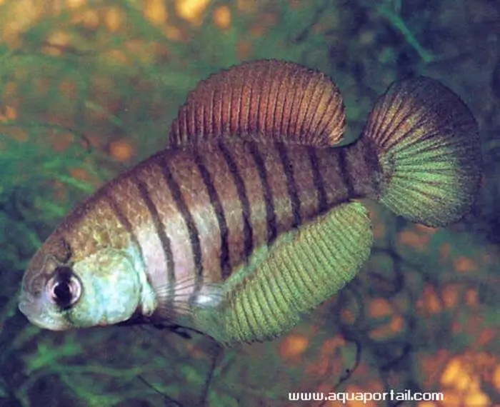 Austrolebias adloffi Austrolebias adloffi