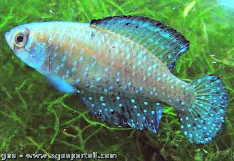 Austrolebias nigripinnis Austrolebias nigripinnis
