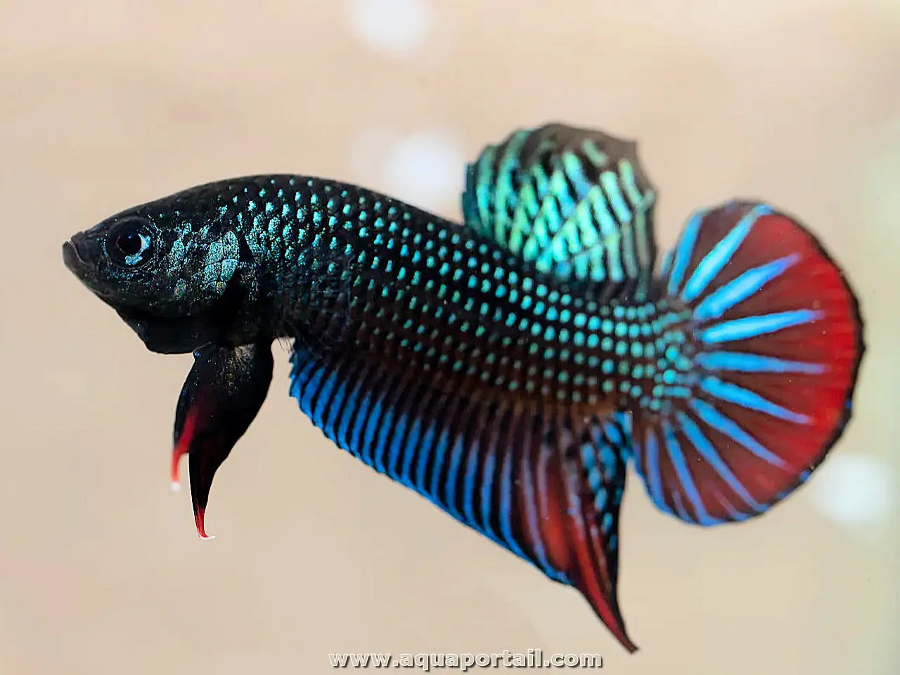 Betta imbellis Betta imbellis