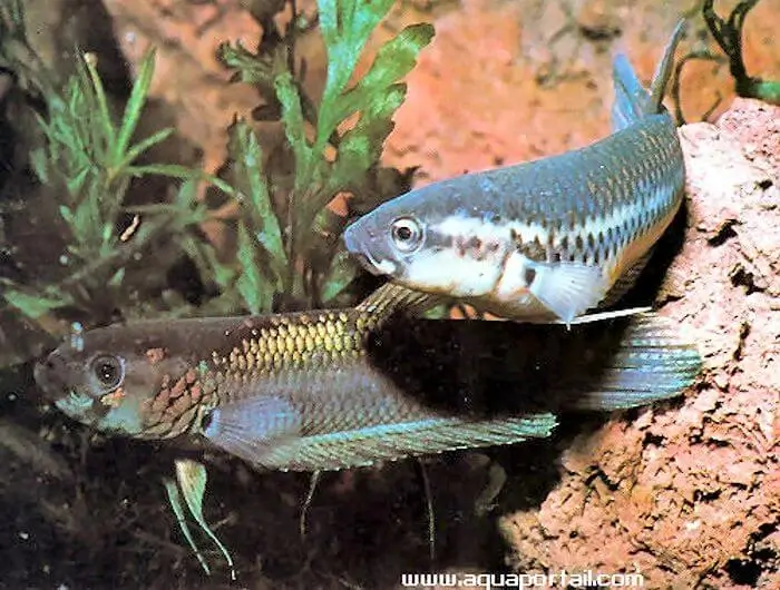 Betta unimaculata Betta unimaculata