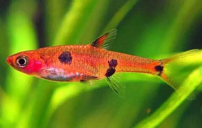 Boraras maculatus Boraras maculatus