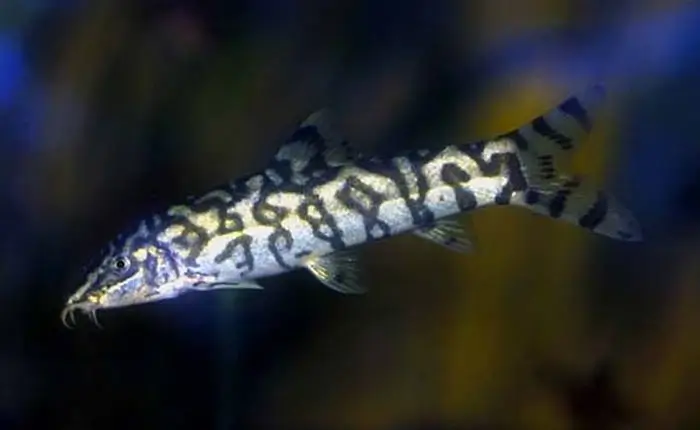 Botia lohachata Botia lohachata