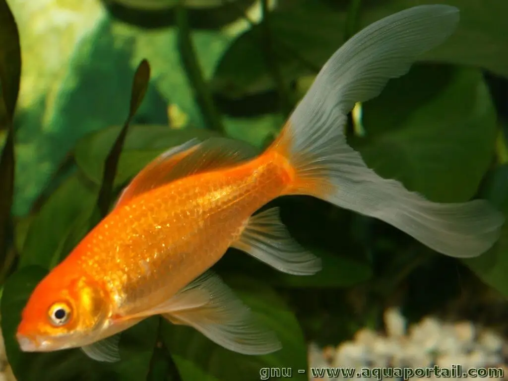 Carassius auratus Carassius auratus