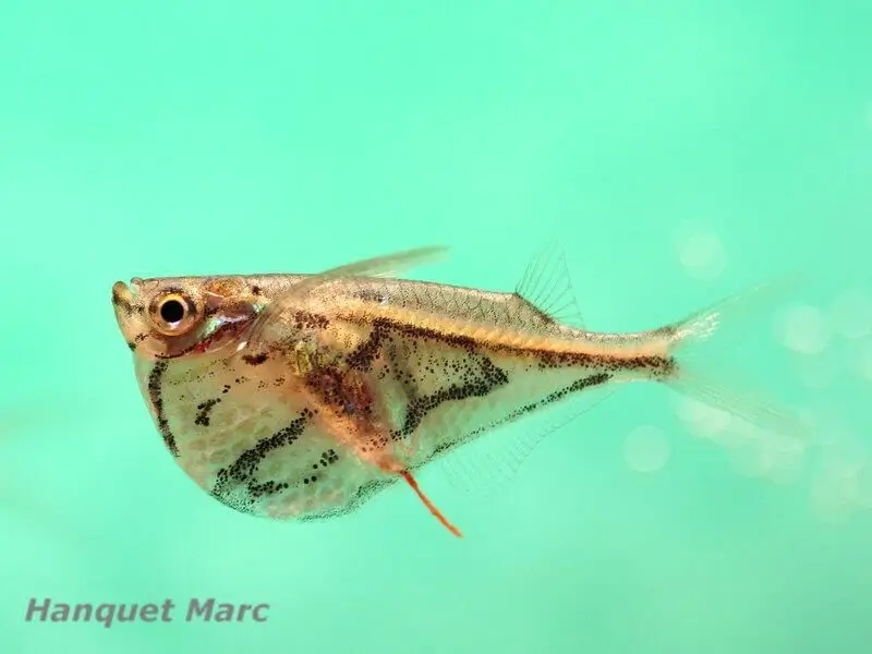 Carnegiella strigata Carnegiella strigata
