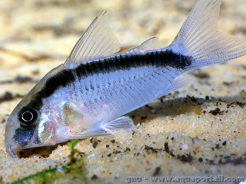 Corydoras arcuatus Corydoras arcuatus