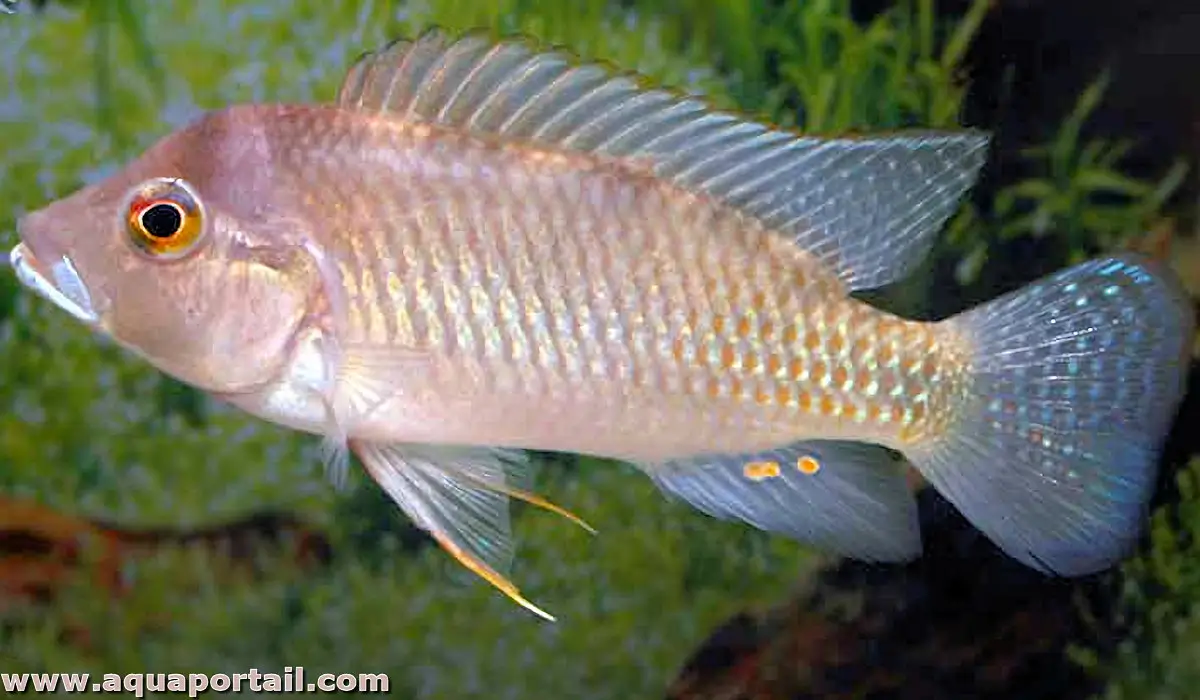Haplochromis polli Haplochromis polli