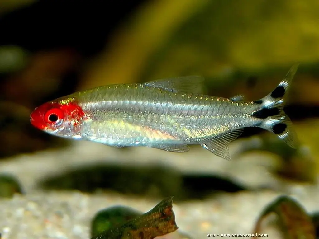 Hemigrammus rhodostomus Hemigrammus rhodostomus