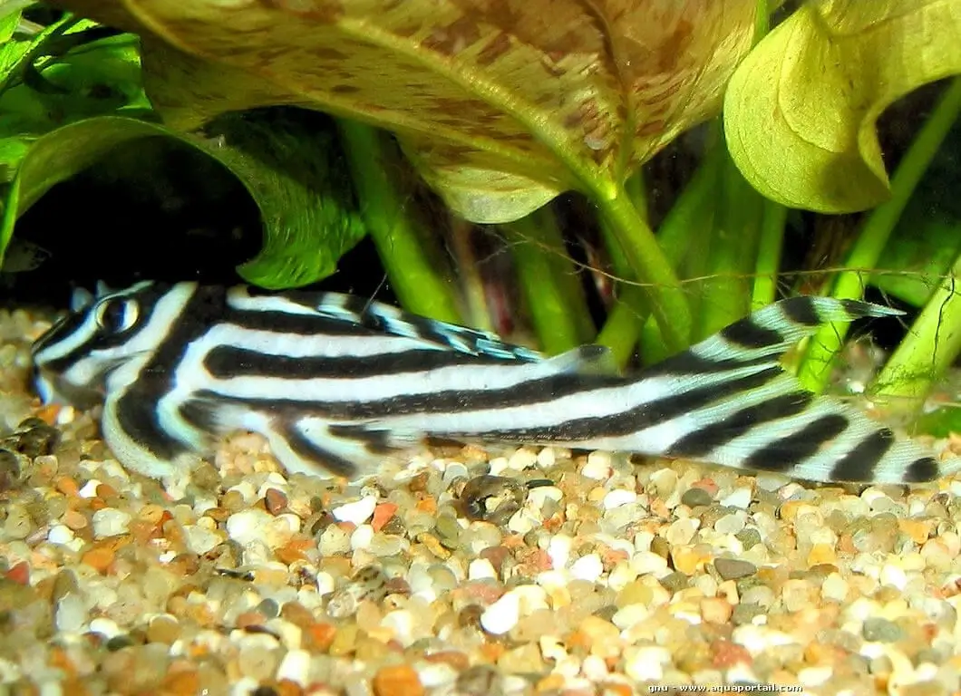 Hypancistrus zebra Hypancistrus zebra
