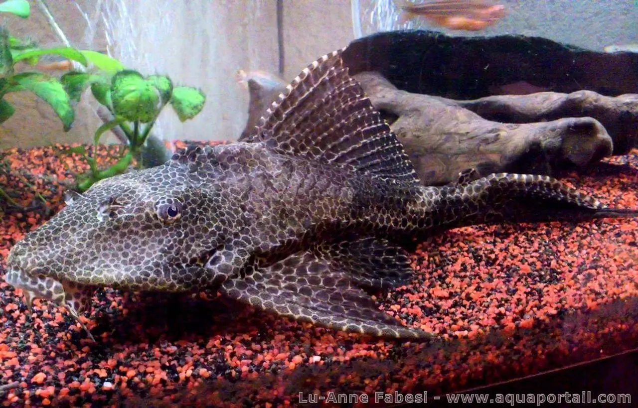 Hypostomus plecostomus Hypostomus plecostomus