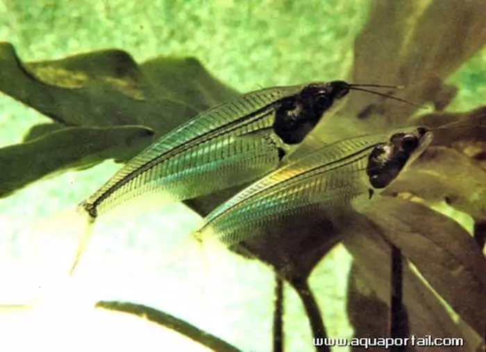 Kryptopterus bicirrhis Kryptopterus bicirrhis