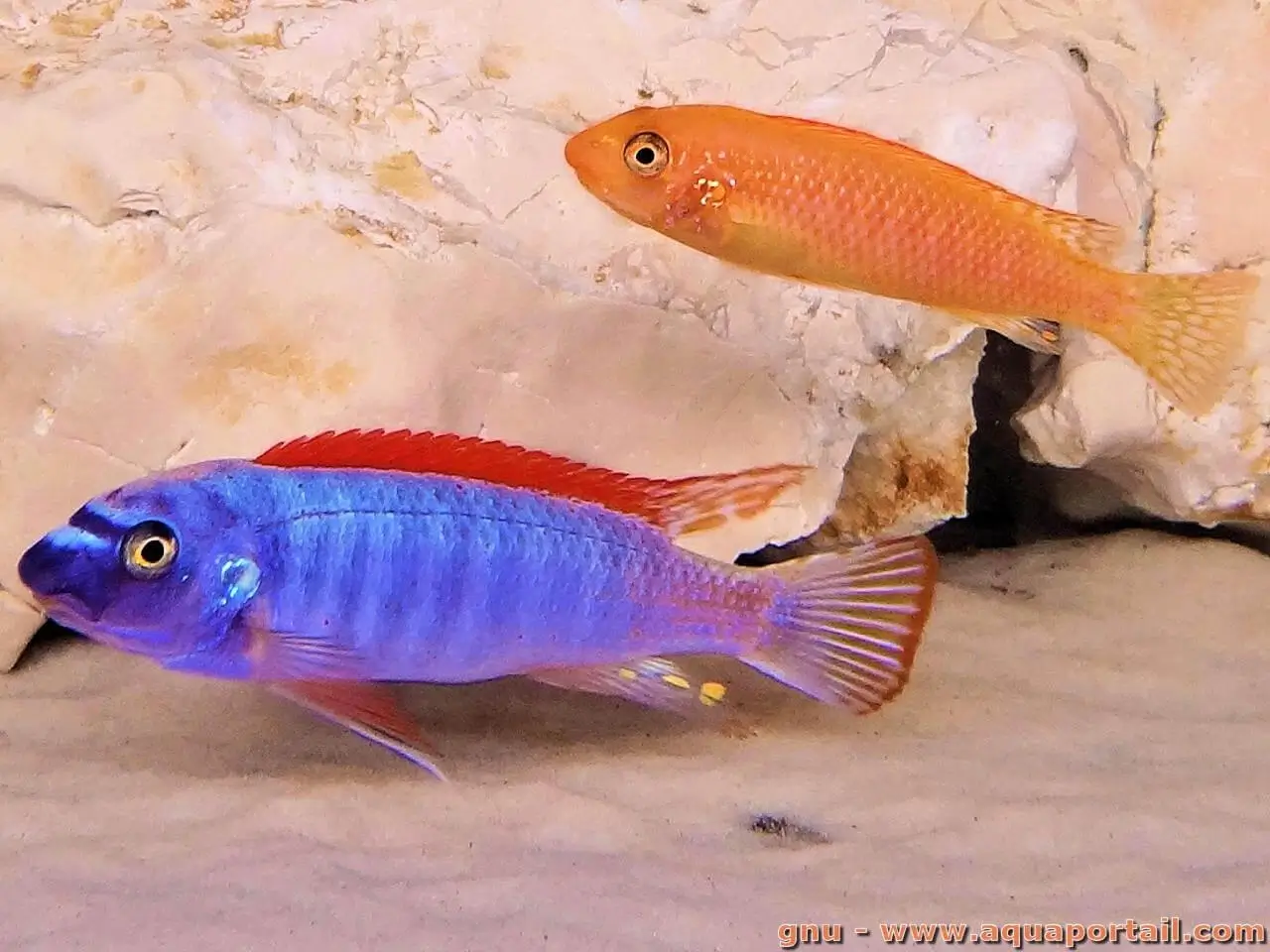 labeotropheus trewavasae Labeotropheus trewavasae