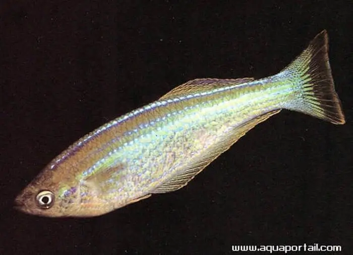 Lamprichthys tanganicanus Lamprichthys tanganicanus
