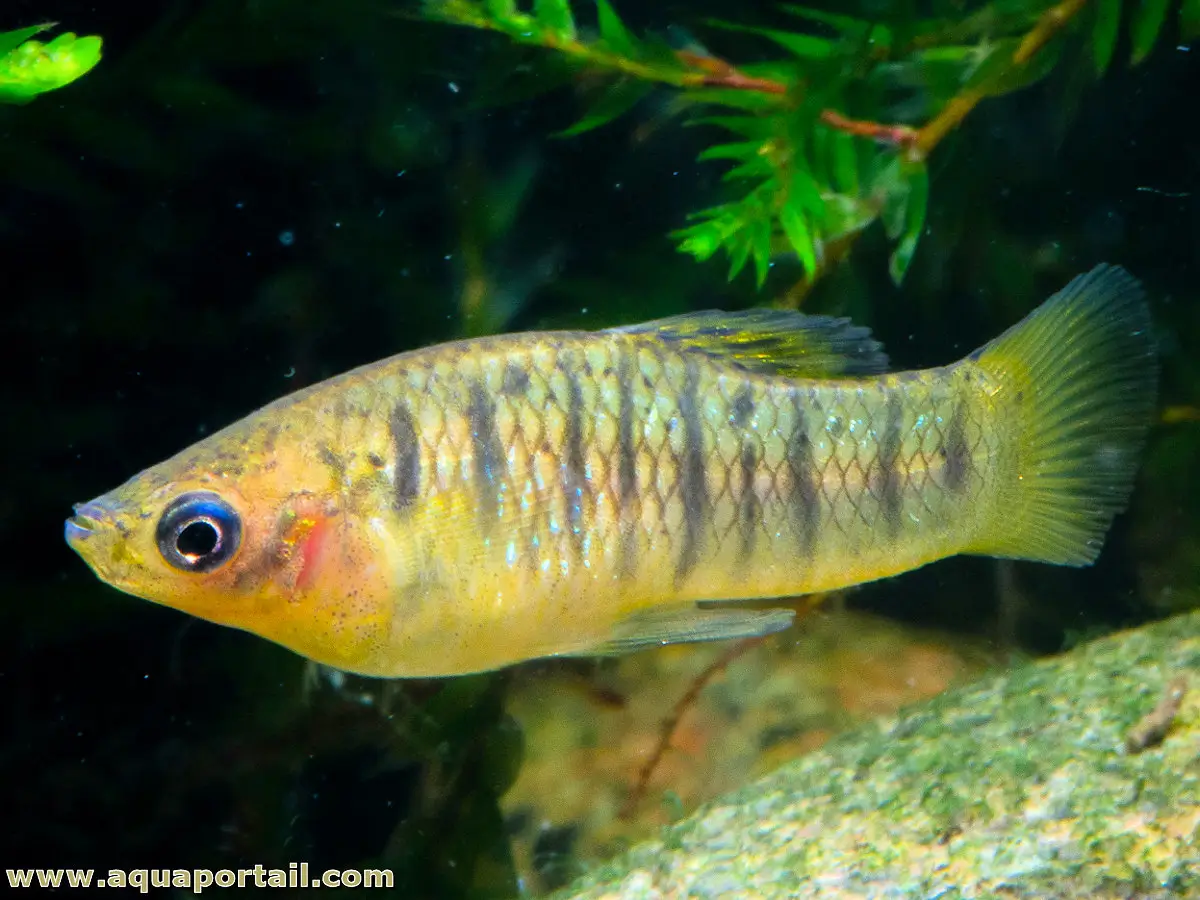 Limia nigrofasciata Limia nigrofasciata