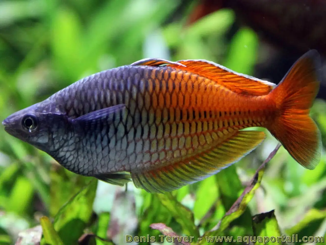 Melanotaenia boesemani Melanotaenia boesemani