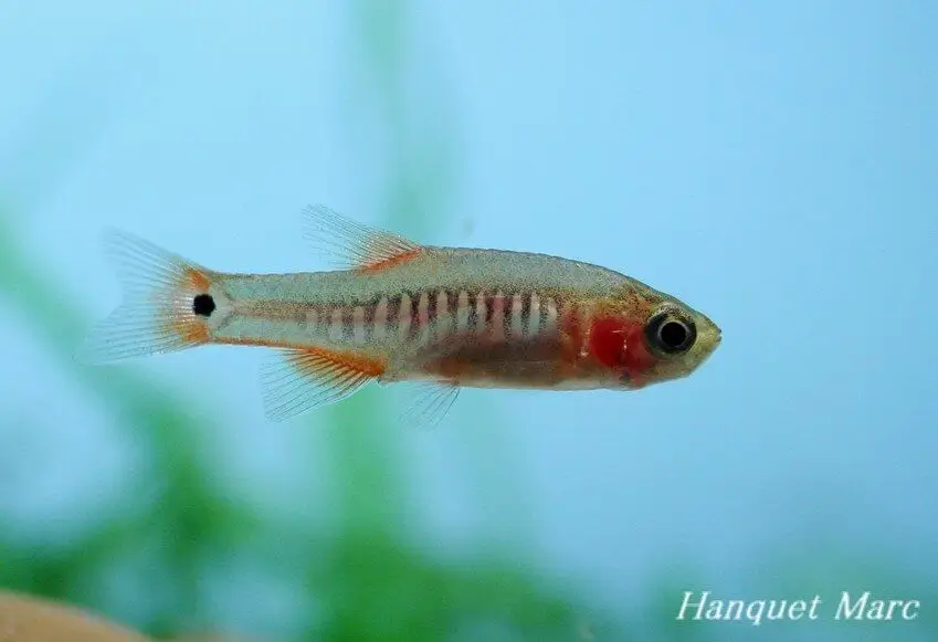 microrasbora erythromicron Microrasbora erythromicron