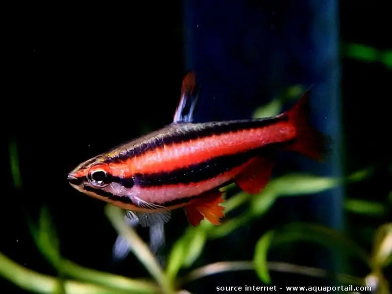 Nannostomus mortenthaleri Nannostomus mortenthaleri