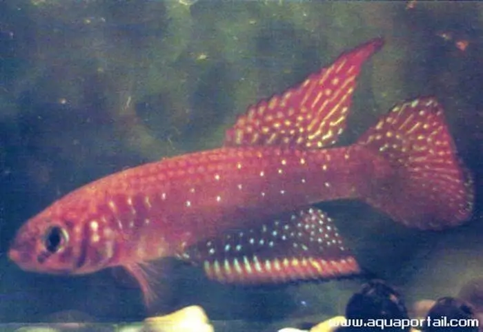 Nematolebias whitei Nematolebias whitei