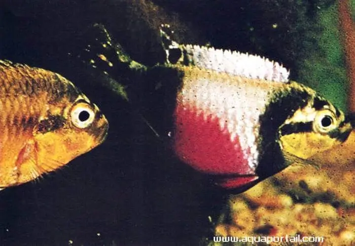 Pelvicachromis subocellatus Pelvicachromis subocellatus