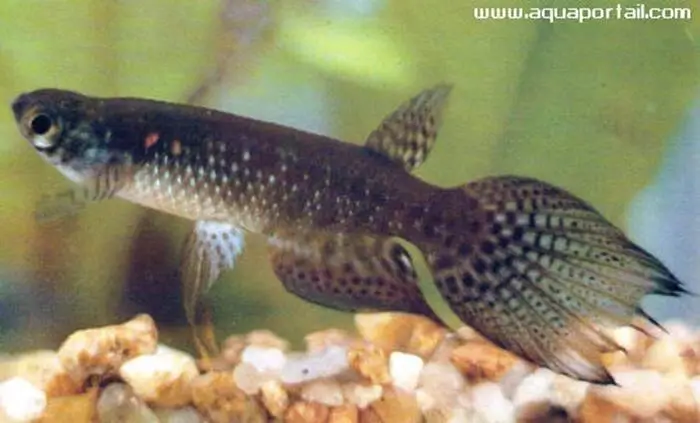 Pterolebias longipinnis Pterolebias longipinnis