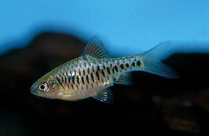 Puntius oligolepis Puntius oligolepis