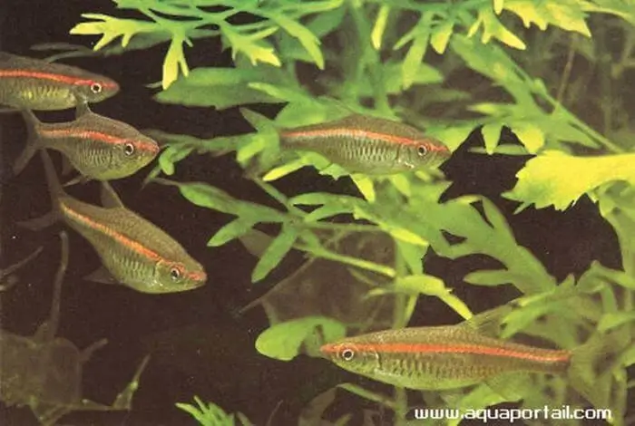Rasbora pauciperforata Rasbora pauciperforata