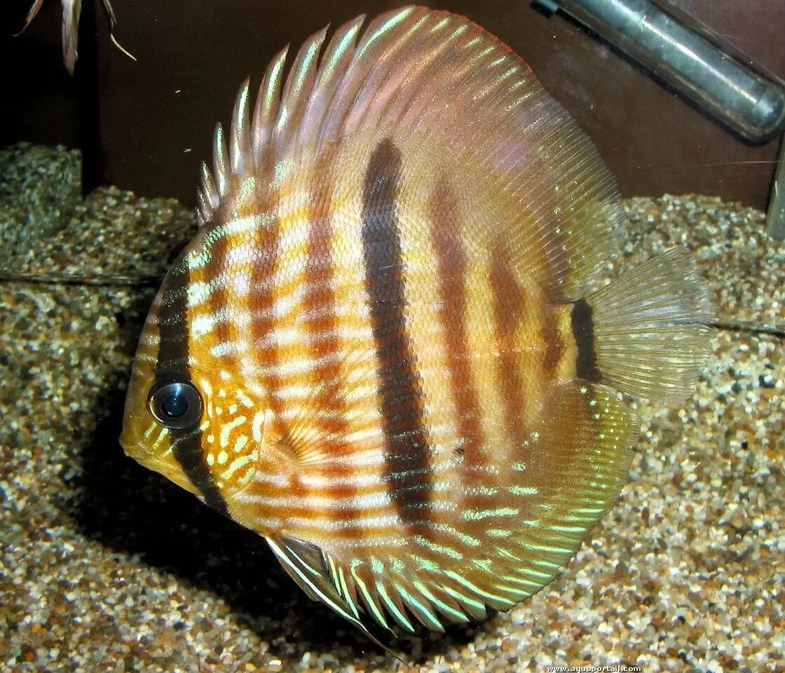 Symphysodon discus Symphysodon discus
