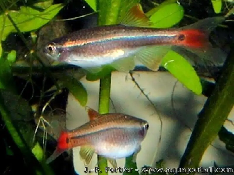 Tanichthys albonubes Tanichthys albonubes