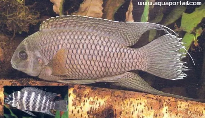 Tilapia joka Tilapia joka