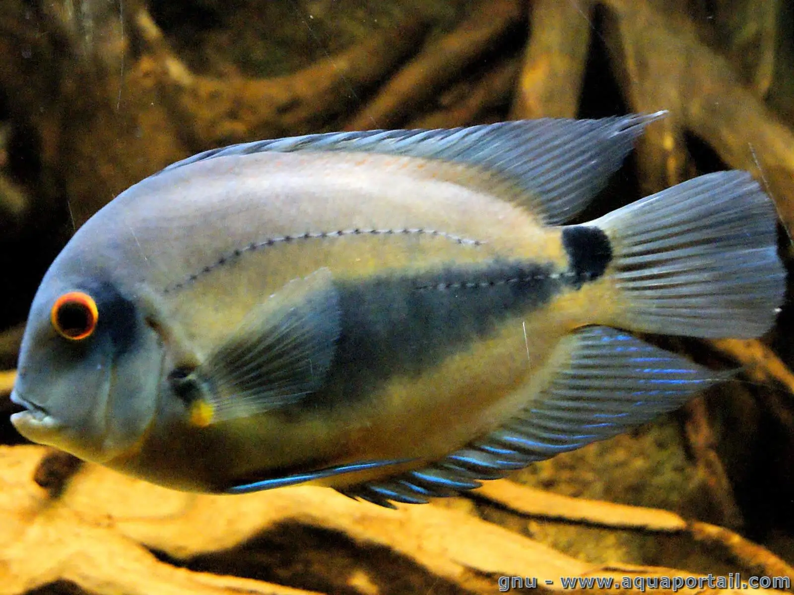 Uaru amphiacanthoides Uaru amphiacanthoides