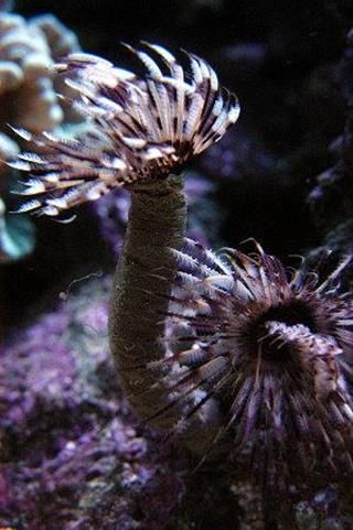 25_4649caf854c5a.jpg 600X902 px
