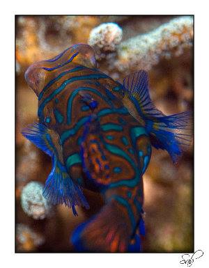 663_477ce5e21ea2e.jpg 623X800 px