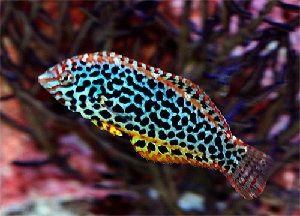 175_48396406df56c.jpg 500X360 px
