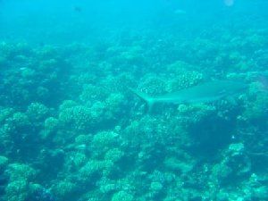 17_45936be79b82d.jpg 448X336 px