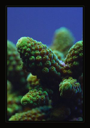25_480113e0652d7.jpg 338X480 px