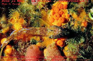 2_4b8109072aa0f.jpg 945X619 px