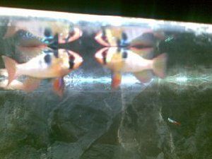 588_475c45ad703d0.jpg 320X240 px