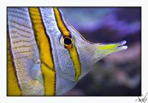 663_4815b6b65eec6.jpg 800X559 px