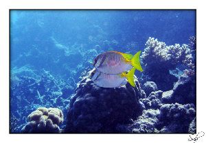 663_484ceea4337bf.jpg 800X558 px