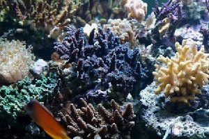 91_474e807f798de.jpg 450X300 px