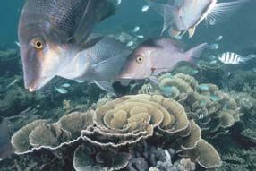 L&rsquo;empereur bleut&eacute;, en Australie, menac&eacute; par les p&ecirc;ches en profondeur.