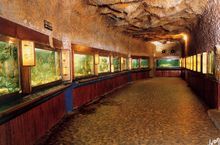 Visite du mus�e-aquarium d'Arcachon