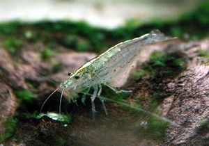 Les crevettes en aquarium d'eau douce