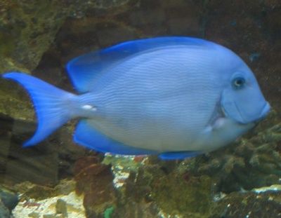 et_2006__arcachon_052__muse_aquarium_400