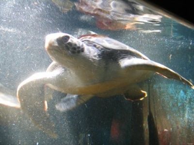 et_2006__arcachon_057__muse_aquarium_400